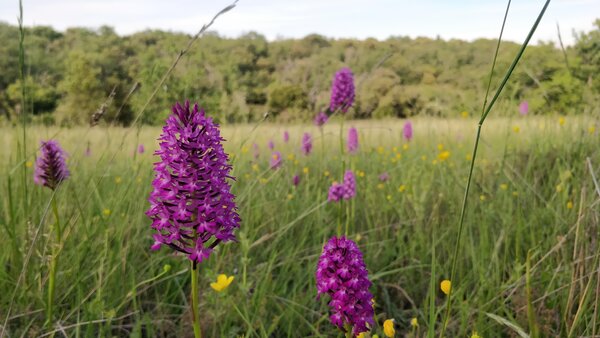 Wild Mediterranean plants and orchids in Provence