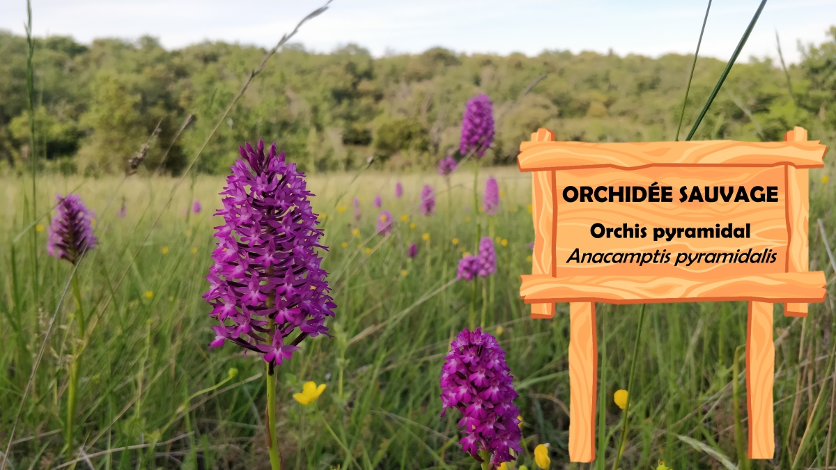 orchidées sauvages du Luberon